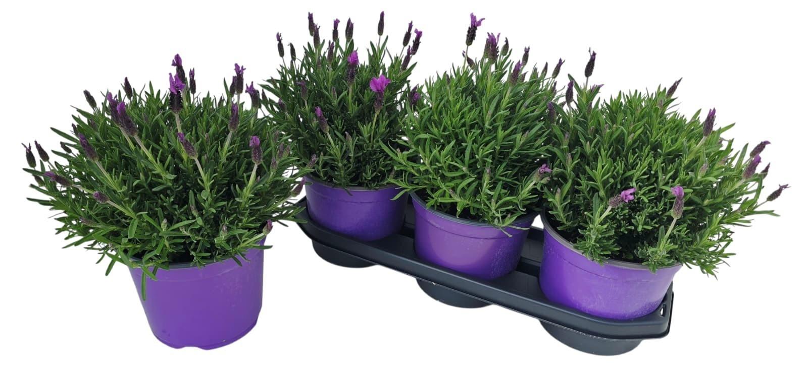 Горшечные цветы и растения оптом Lavan Stoechas от 3шт из Голландии с доставкой по России