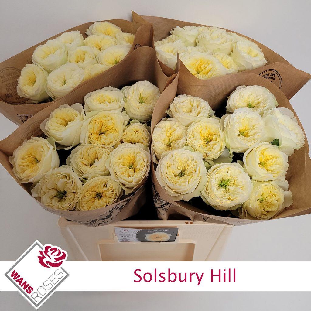 Срезанные цветы оптом Rosa garden solsbury hill от 40шт из Голландии с доставкой по России