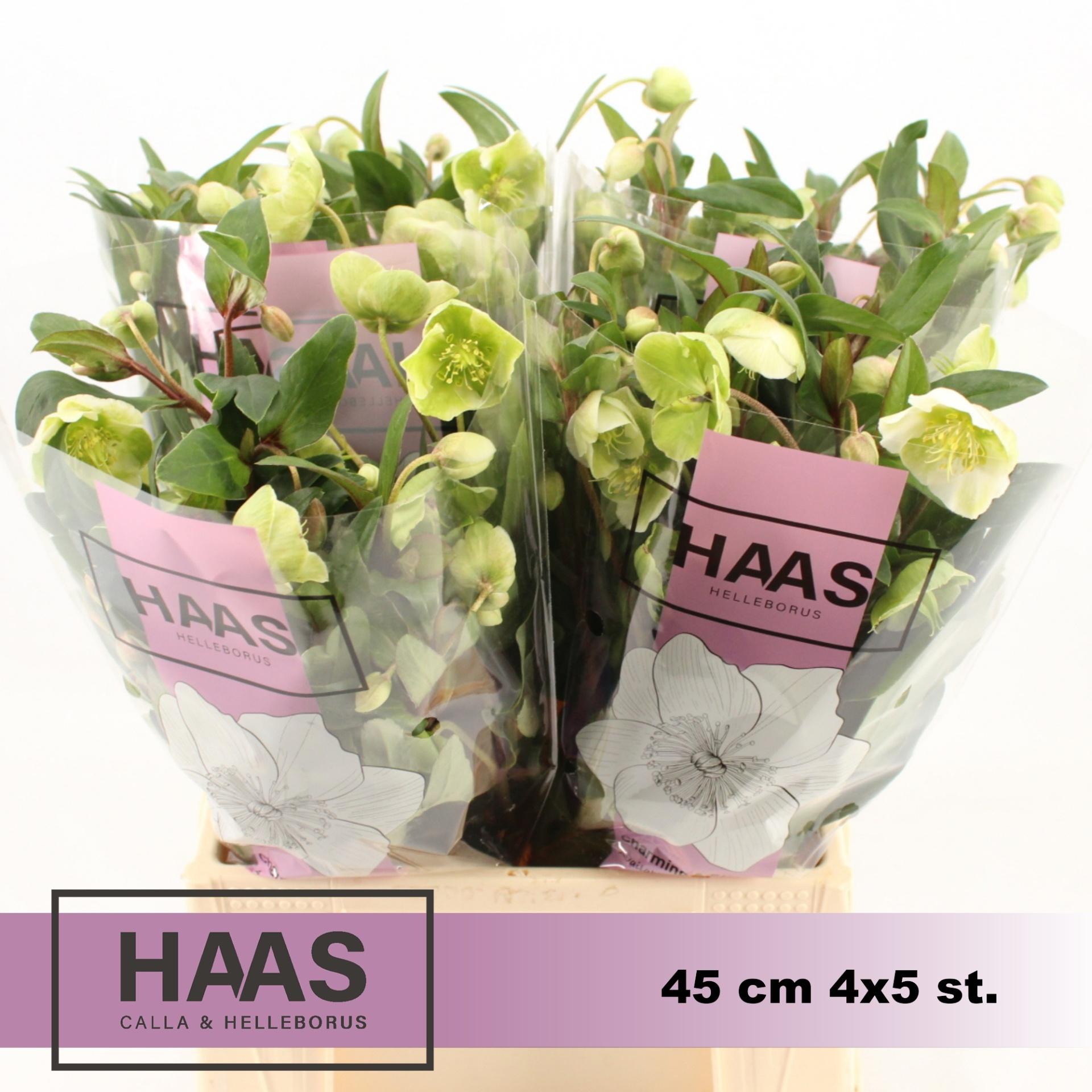 Срезанные цветы оптом Helleborus magnificent bells от 20шт из Голландии с доставкой по России