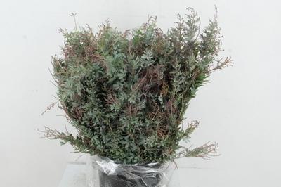 Срезанные цветы оптом Mimosa purpurea per bunch от 10шт из Голландии с доставкой по России Срезанные цветы оптом Mimosa purpurea per bunch от 10шт из Голландии с доставкой по России