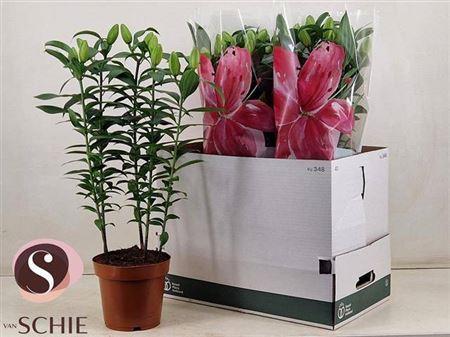 Горшечные цветы и растения оптом Lil Or Du Rl Zeta 4 Branches от 5шт из Голландии с доставкой по России