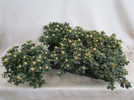 Горшечные цветы и растения оптом Rhodo Si Sachsen Gem от 6шт из Голландии с доставкой по России