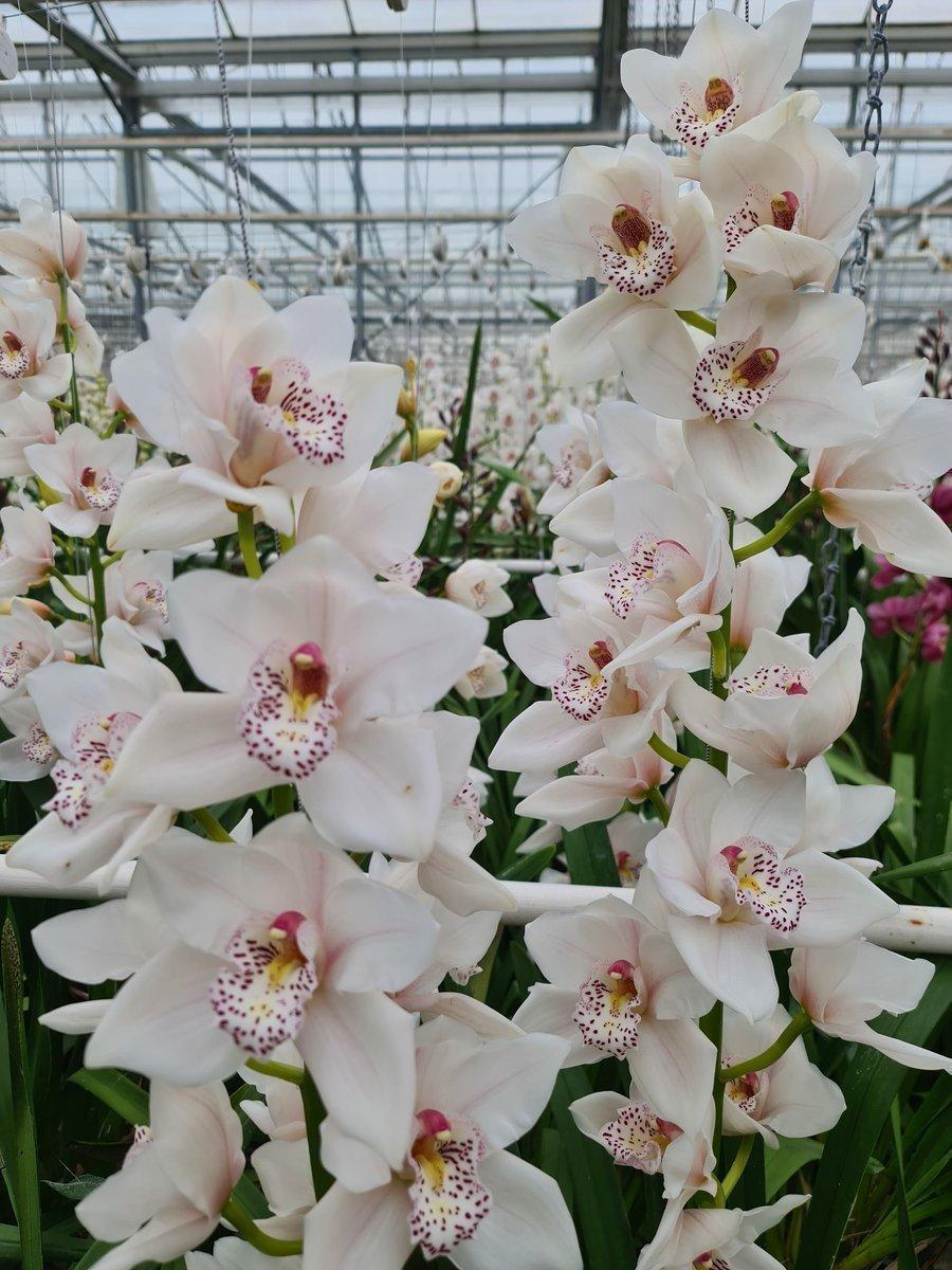 Срезанные цветы оптом Cymbidium white valenta от 10шт из Голландии с доставкой по России
