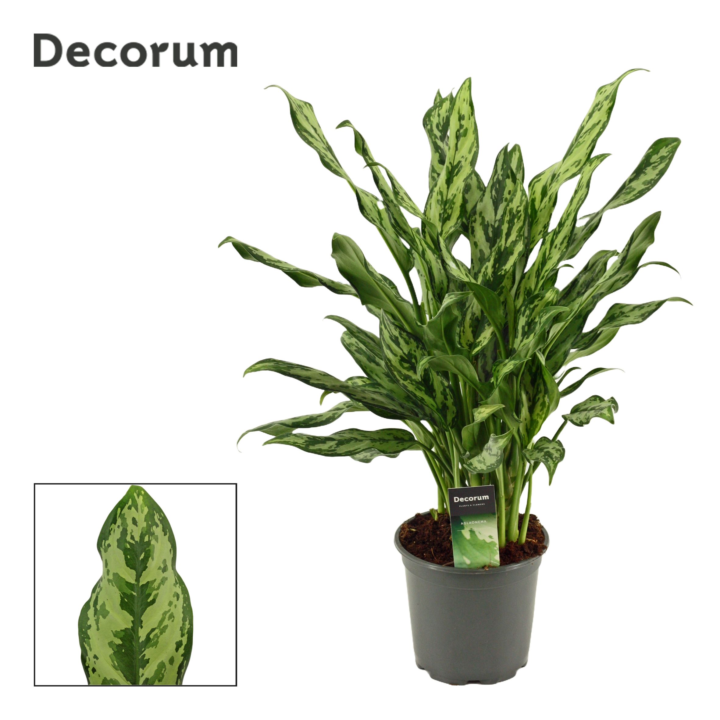 Горшечные цветы и растения оптом Aglaonema 17 Cm Miss Julliette (decorum) от 6шт из Голландии с доставкой по России