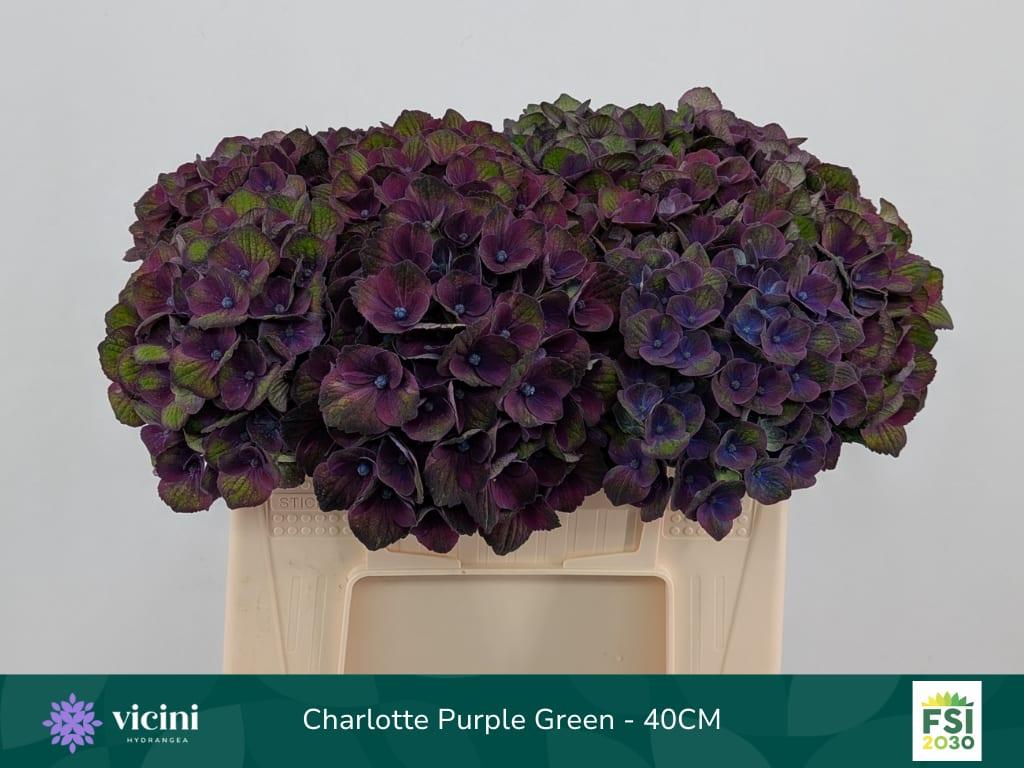 Срезанные цветы оптом Hydrangea mag charlotte blue от 10шт из Голландии с доставкой по России