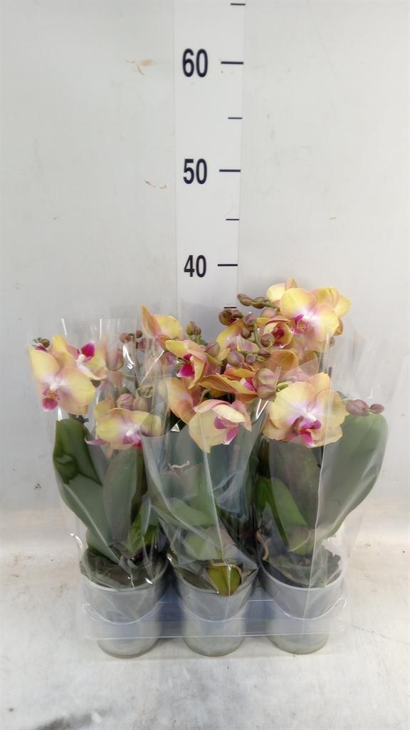 Горшечные цветы и растения оптом Phalaenopsis Multi.   ...orange от 6шт (для телеги) из Голландии с доставкой по России
