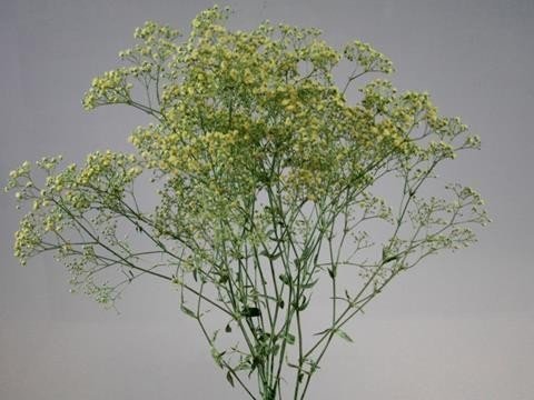 Срезанные цветы оптом Gyps fine paint cream от 25шт из Голландии с доставкой по России