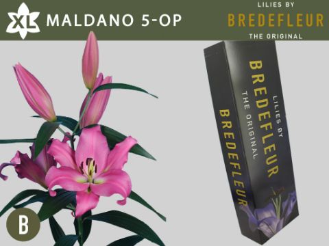 Срезанные цветы оптом Lilium or maldano от 30шт. из Голландии с доставкой по России