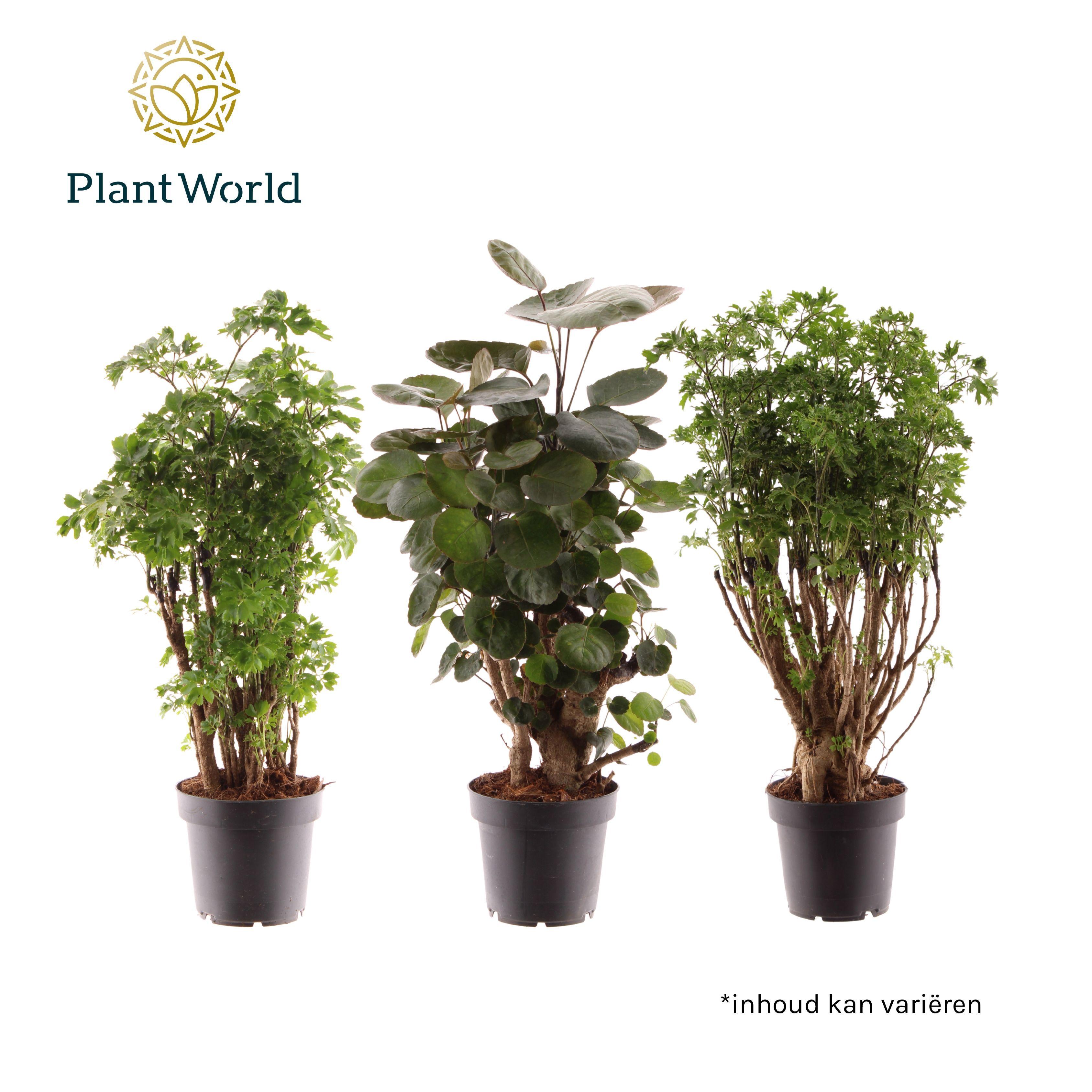 Горшечные цветы и растения оптом Polyscias Mix 3srt от 10шт из Голландии с доставкой по России