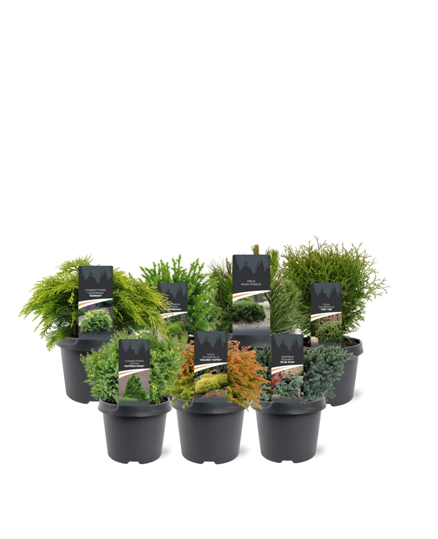 Горшечные цветы и растения оптом Coniferen Mix Shelf Standard от 3шт из Голландии с доставкой по России