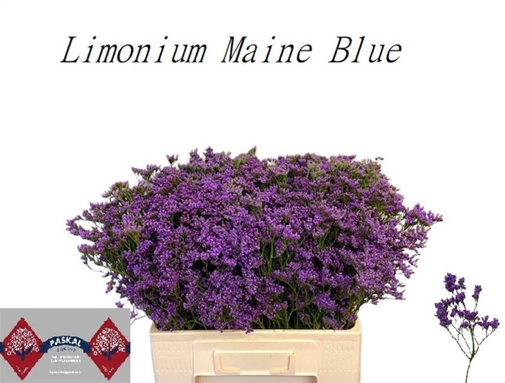 Срезанные цветы оптом Limonium maine blue от 100шт из Голландии с доставкой по России