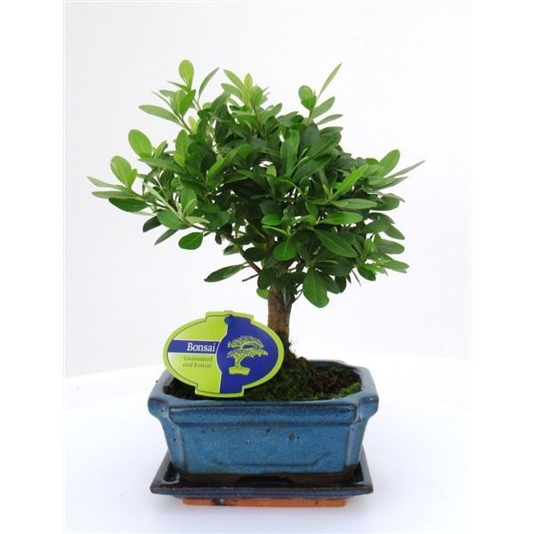 Горшечные цветы и растения оптом Bonsai Rhododendron Indicum, 15 Cm Broom, With Dri от 8шт из Голландии с доставкой по России