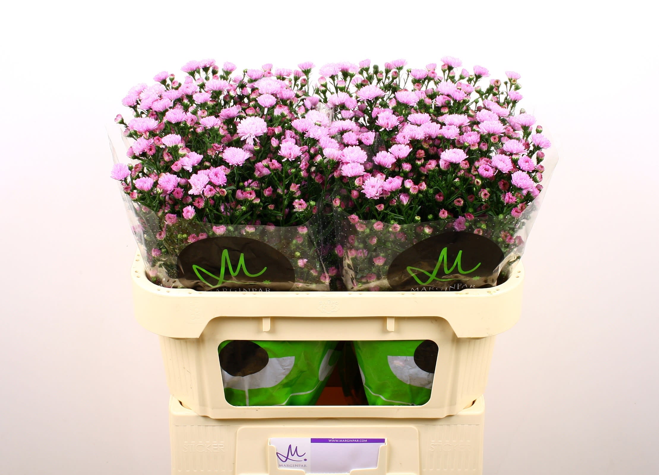 Срезанные цветы оптом Aster double date pink от 100шт. из Голландии с доставкой по России