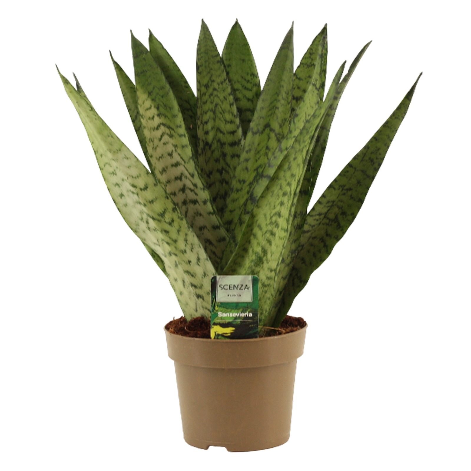 Горшечные цветы и растения оптом Sansevieria Zeylanica Fan от 7шт из Голландии с доставкой по России