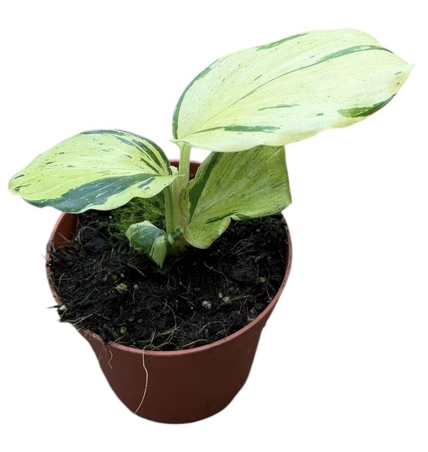 Горшечные цветы и растения оптом Kaempferia Pulchra Variegata от 1шт (для телеги) из Голландии с доставкой по России