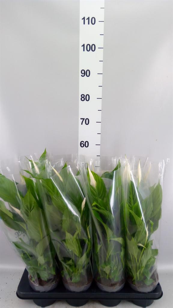 Горшечные цветы и растения оптом Spathiphyllum strauss от 8шт из Голландии с доставкой по России