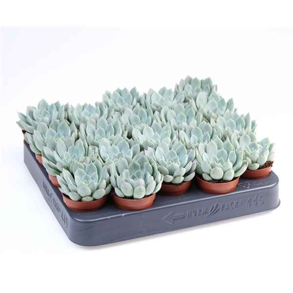 Горшечные цветы и растения оптом Echeveria Elegans от 20шт из Голландии с доставкой по России