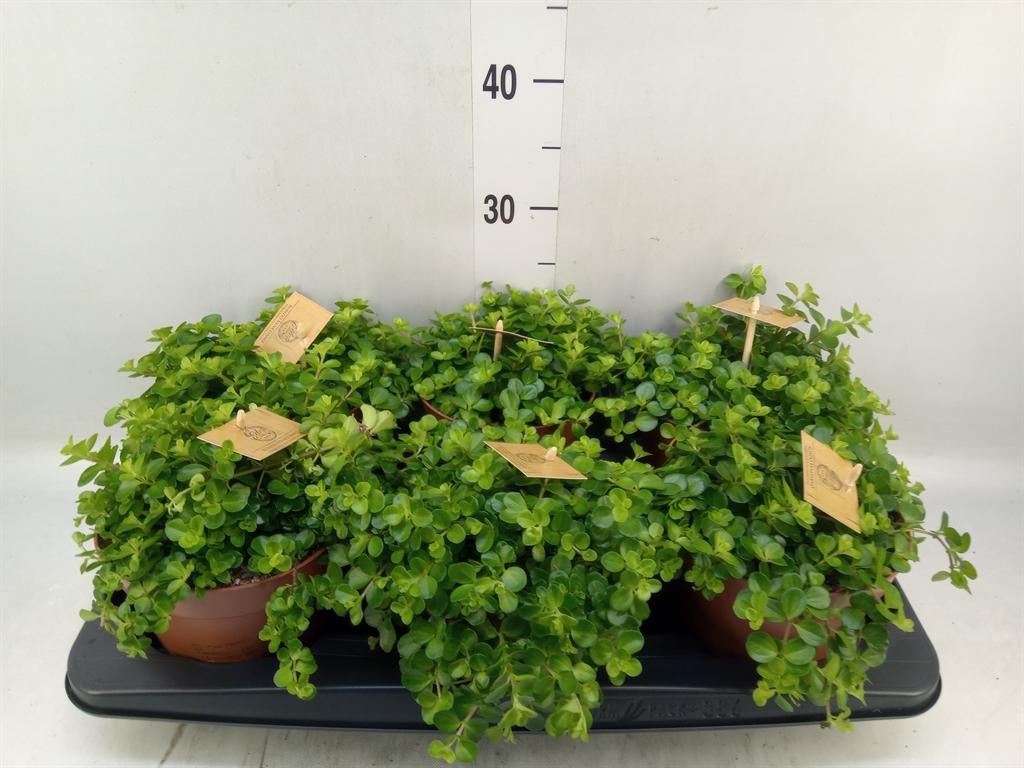 Горшечные цветы и растения оптом Peperomia Rotundifolia от 6шт из Голландии с доставкой по России