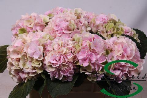 Срезанные цветы оптом Hydrangea verena classic old pink от 10шт из Голландии с доставкой по России