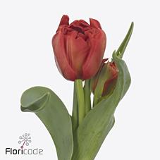 Срезанные цветы оптом Tulipa do edendale от 50шт из Голландии с доставкой по России