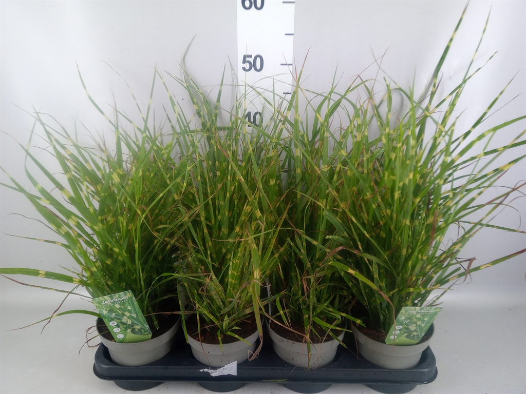 Горшечные цветы и растения оптом Miscanthus Sin. zebrinus от 8шт из Голландии с доставкой по России