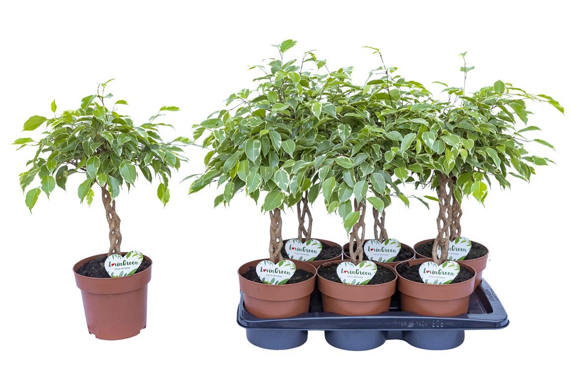 Горшечные цветы и растения оптом Ficus Be Golden King Twisted Stem от 6шт из Голландии с доставкой по России