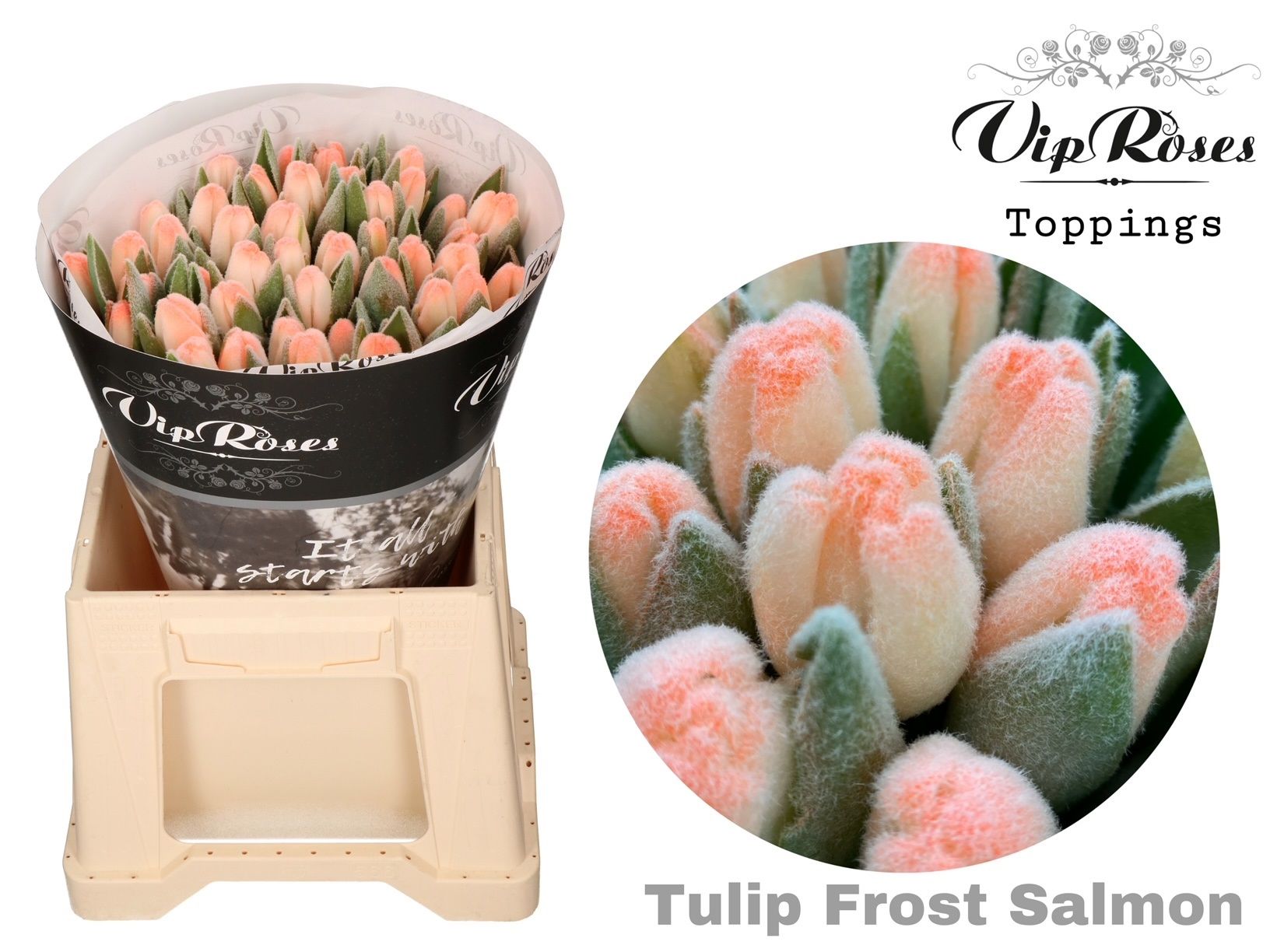 Срезанные цветы оптом Tulipa si paint frost salmon от 50шт из Голландии с доставкой по России