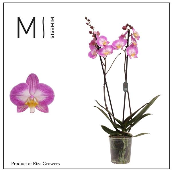 Горшечные цветы и растения оптом Mimesis Phal. Split - 2 Spike 12cm от 10шт из Голландии с доставкой по России