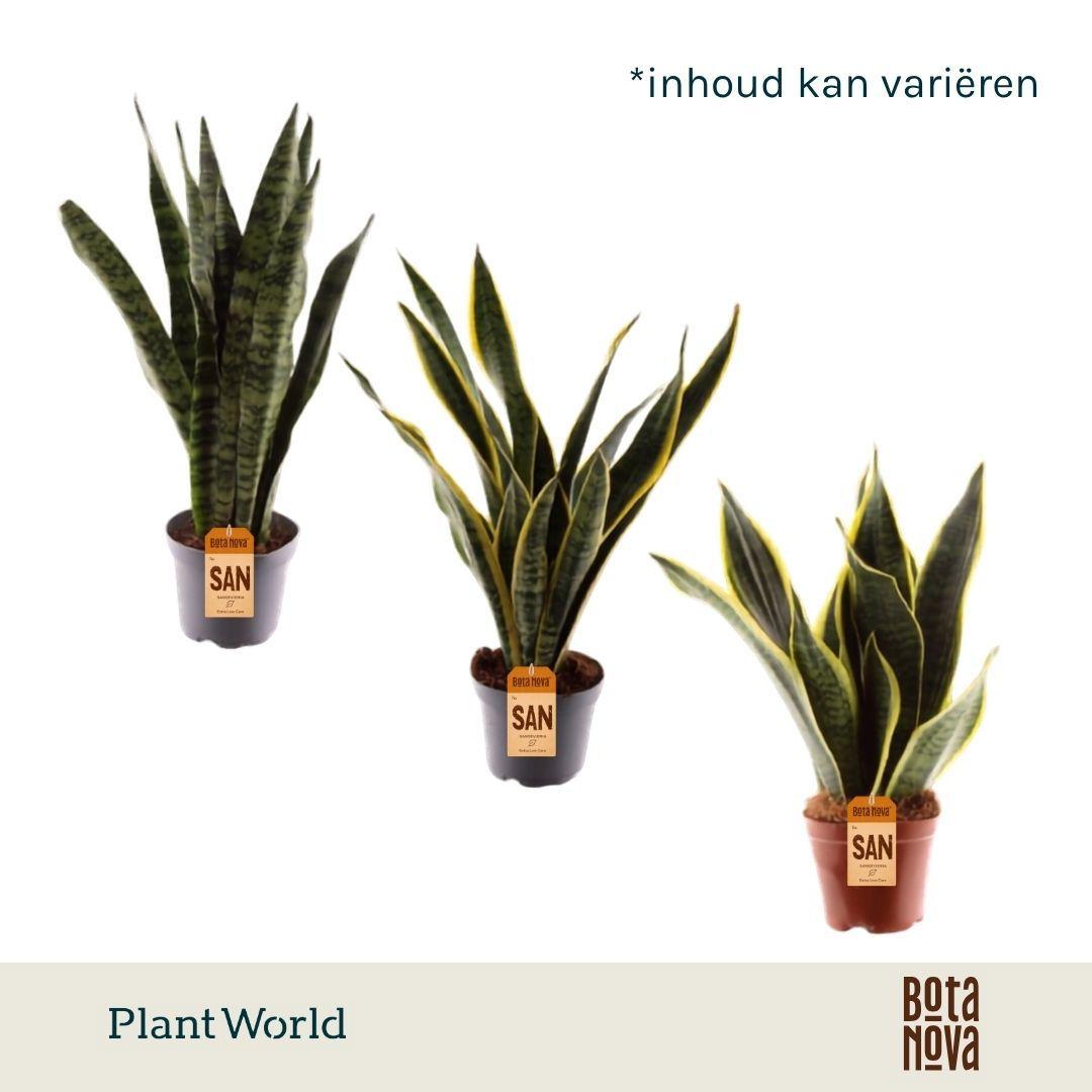 Горшечные цветы и растения оптом Sansevieria 3-4 Mix от 10шт из Голландии с доставкой по России