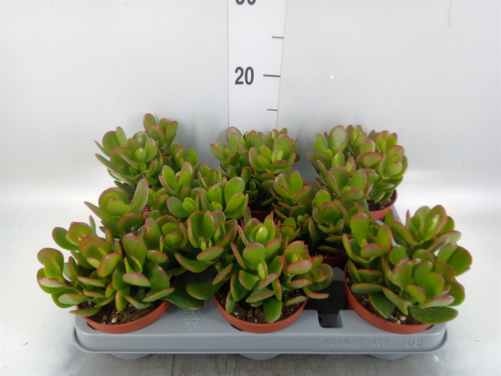 Горшечные цветы и растения оптом Crassula Ovata от 8шт из Голландии с доставкой по России