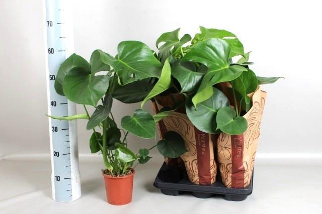 Горшечные цветы и растения оптом Monstera Deliciosa от 6шт из Голландии с доставкой по России