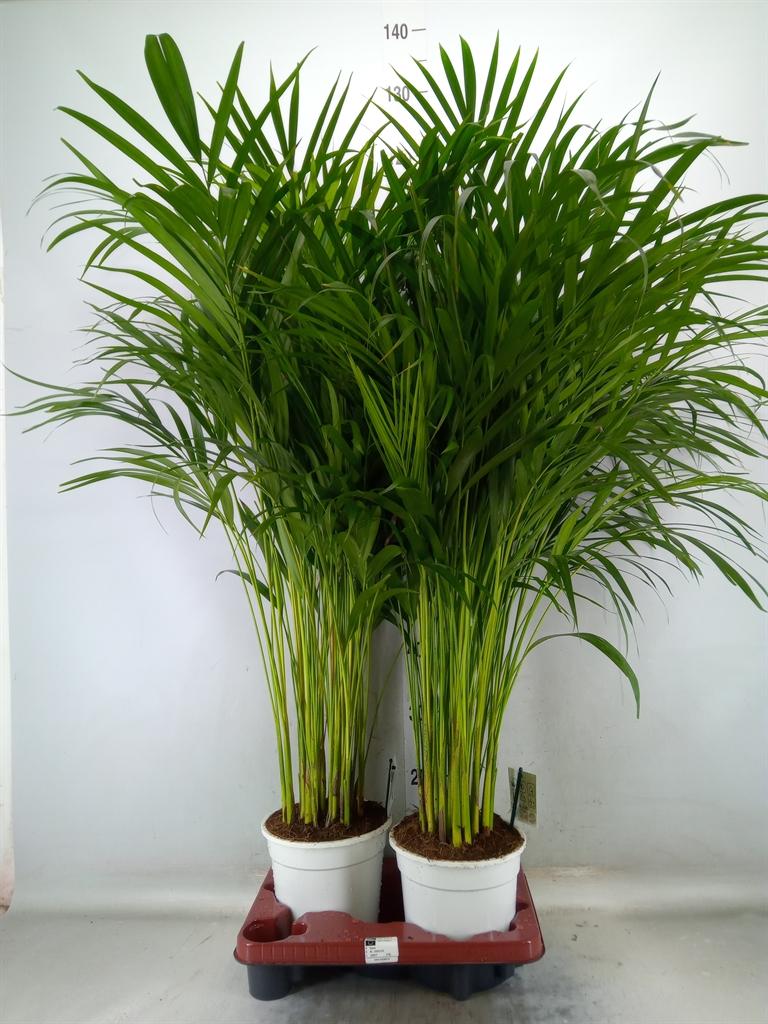 Горшечные цветы и растения оптом Dypsis Lutescens   ...chrysalidoca от 2шт из Голландии с доставкой по России