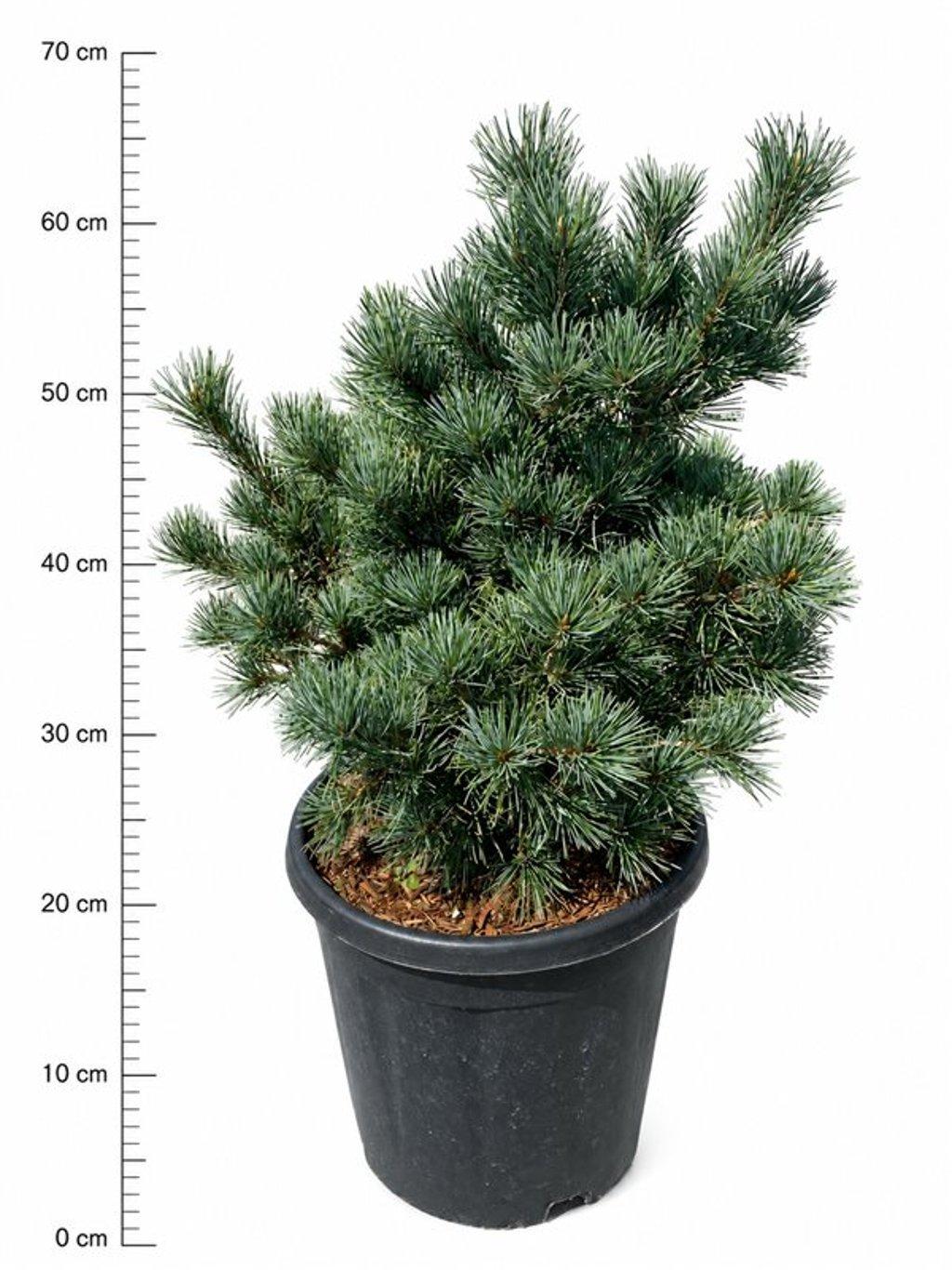 Горшечные цветы и растения оптом Pinus Parv Negishi от 1шт из Голландии с доставкой по России