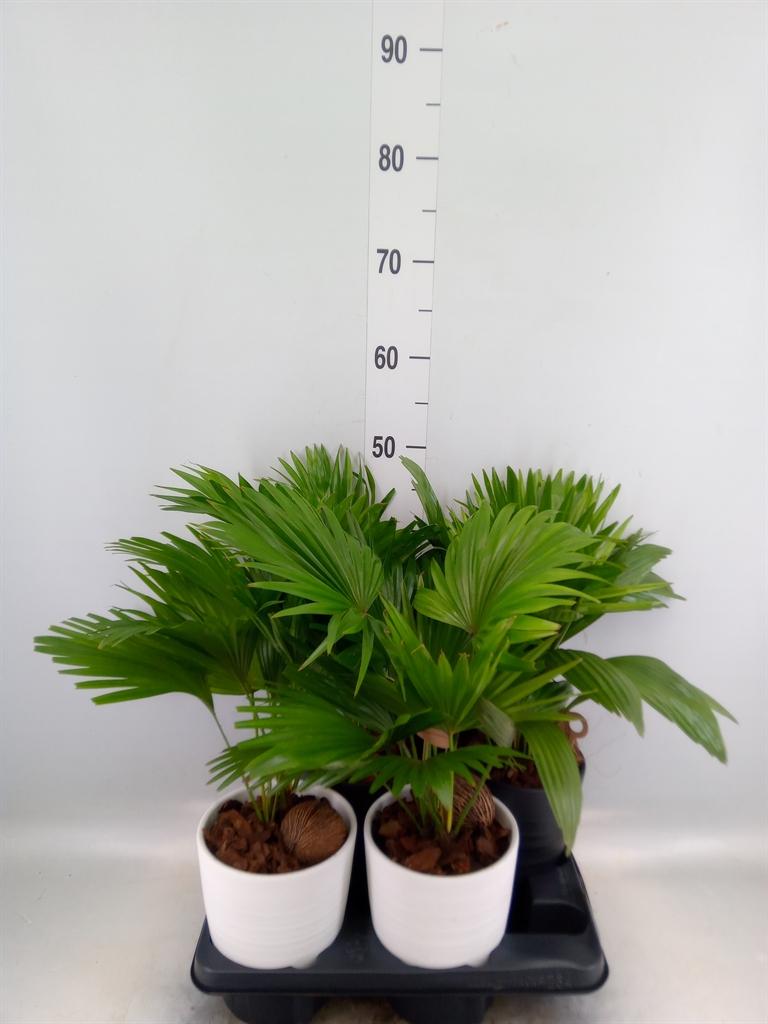 Горшечные цветы и растения оптом Livistona Rotundifolia от 4шт из Голландии с доставкой по России