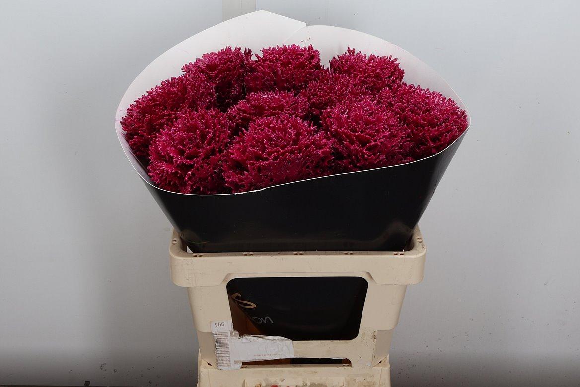 Срезанные цветы оптом Brassica wax crane cerise от 10шт из Голландии с доставкой по России