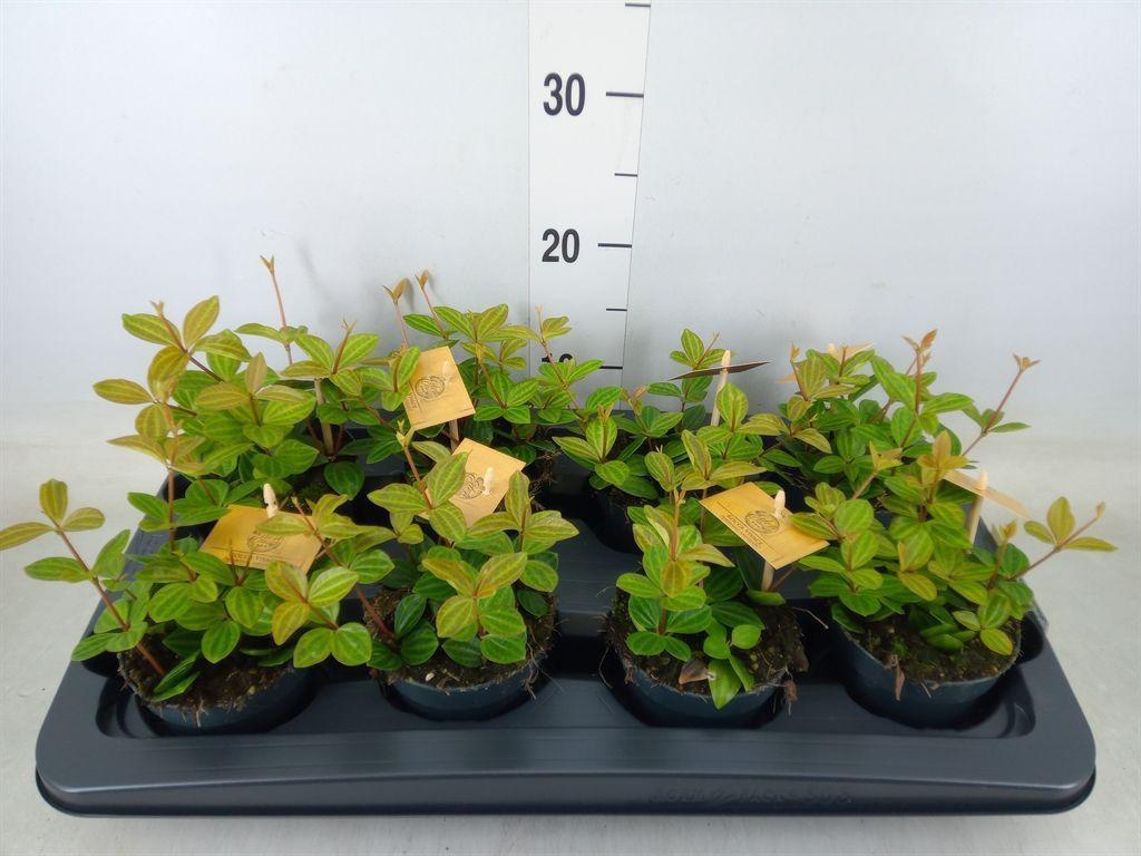 Горшечные цветы и растения оптом Peperomia Angulata от 8шт из Голландии с доставкой по России