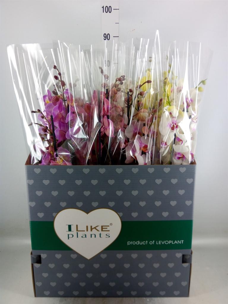 Горшечные цветы и растения оптом Phalaenopsis   ...mix от 12шт из Голландии с доставкой по России