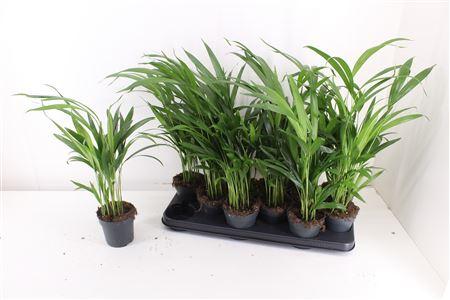 Горшечные цветы и растения оптом Dypsis Lutescens 10pp от 12шт из Голландии с доставкой по России