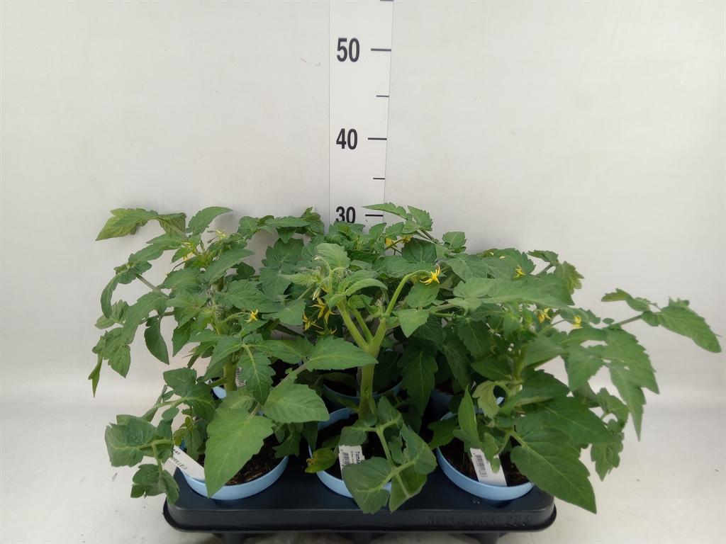 Горшечные цветы и растения оптом Solanum Lycopersicum   ... от 6шт из Голландии с доставкой по России