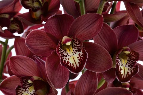 Срезанные цветы оптом Cymbidium red cherry-o от 10шт из Голландии с доставкой по России