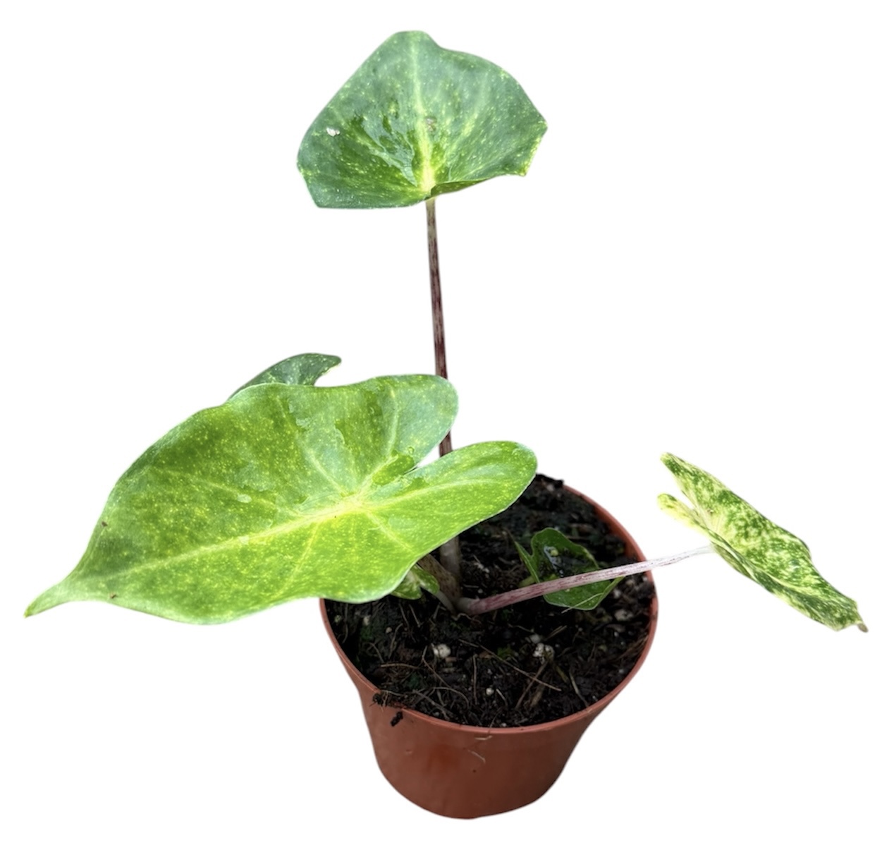 Горшечные цветы и растения оптом Alocasia New Guinea Gold от 1шт (для телеги) из Голландии с доставкой по России