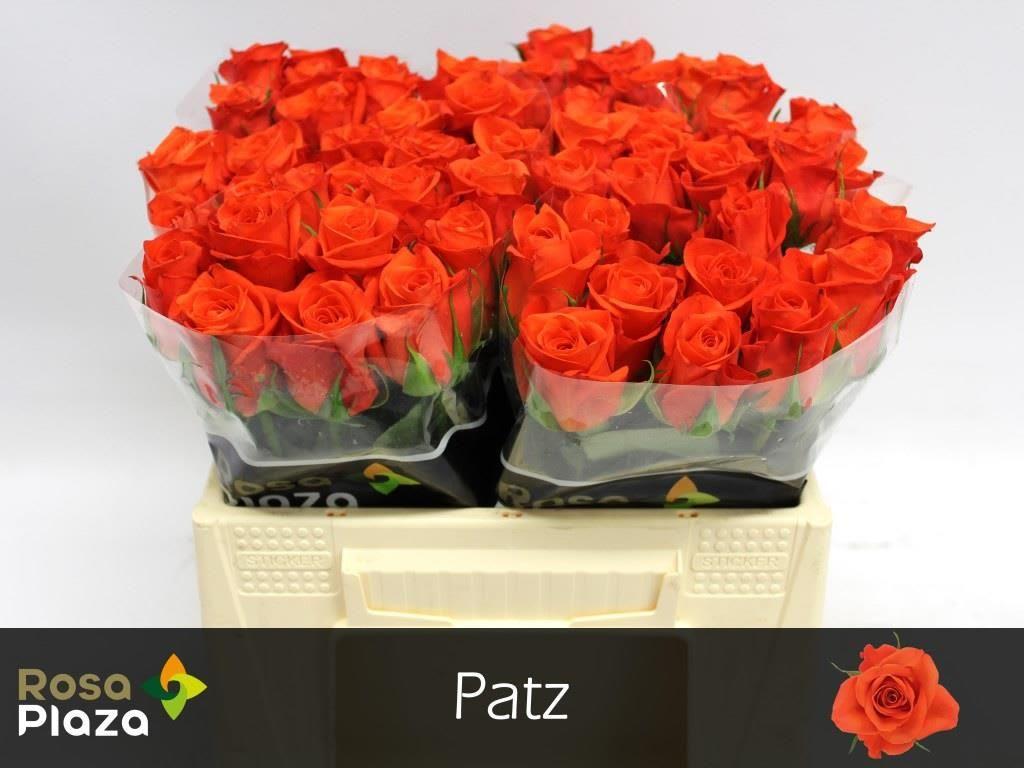Срезанные цветы оптом Rosa large patz от 60шт из Голландии с доставкой по России