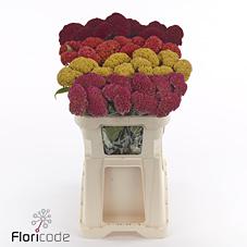 Срезанные цветы оптом Celosia reprise mixed in bucket от 40шт из Голландии с доставкой по России