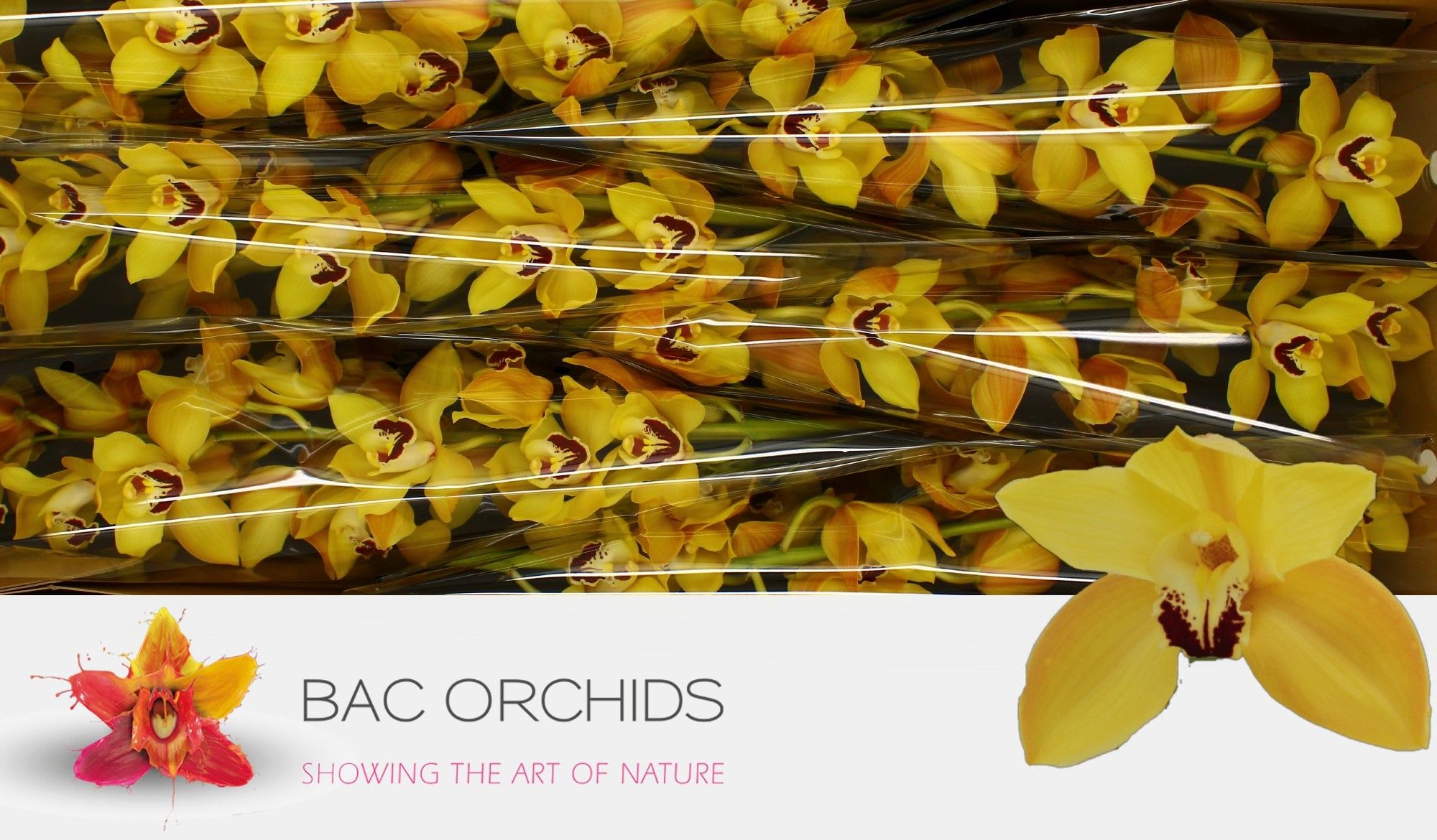 Срезанные цветы оптом Cymbidium yellow cookbridge от 6шт из Голландии с доставкой по России