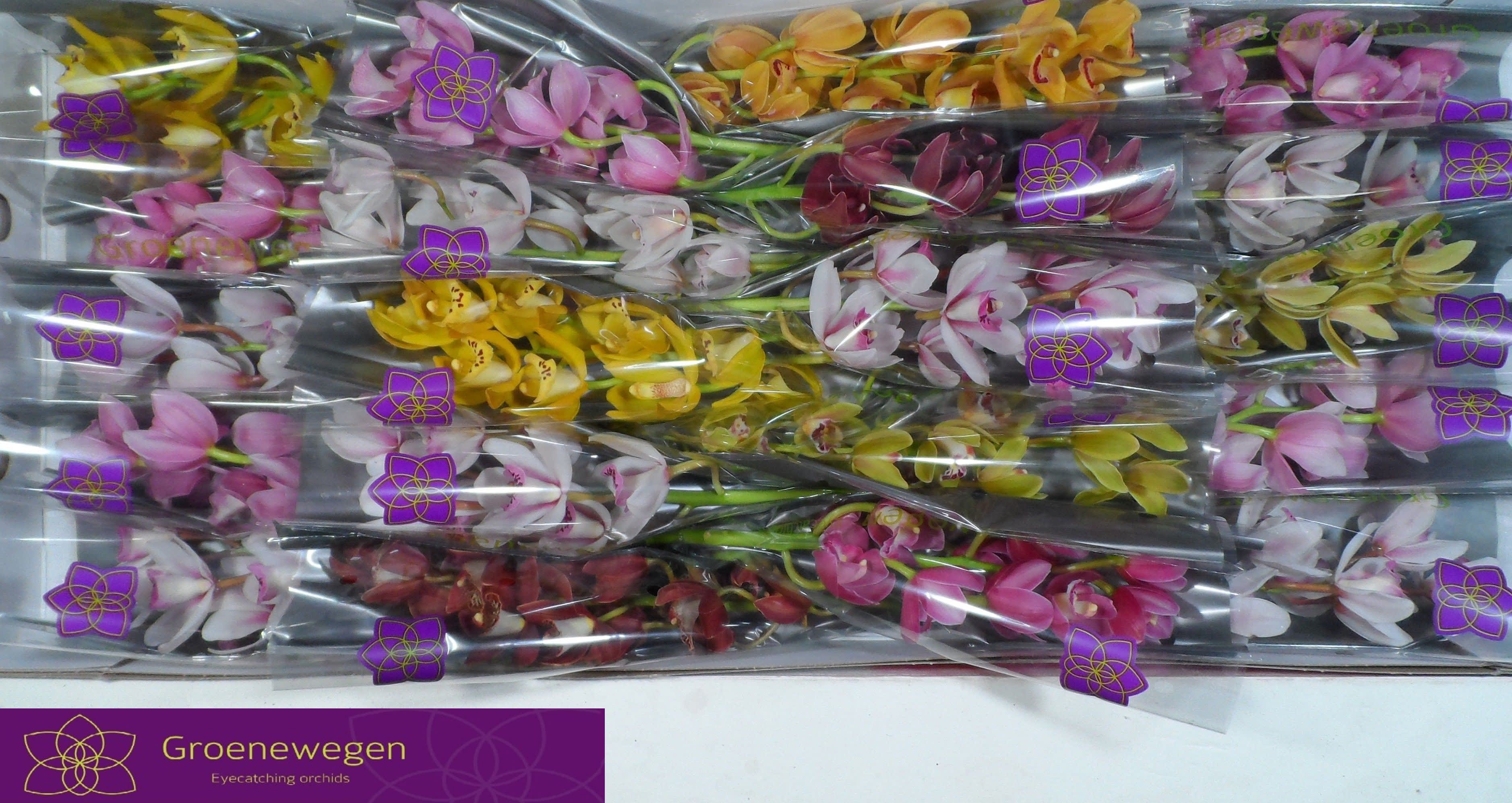 Срезанные цветы оптом Minicymbidium mix от 20шт.. из Голландии с доставкой по России