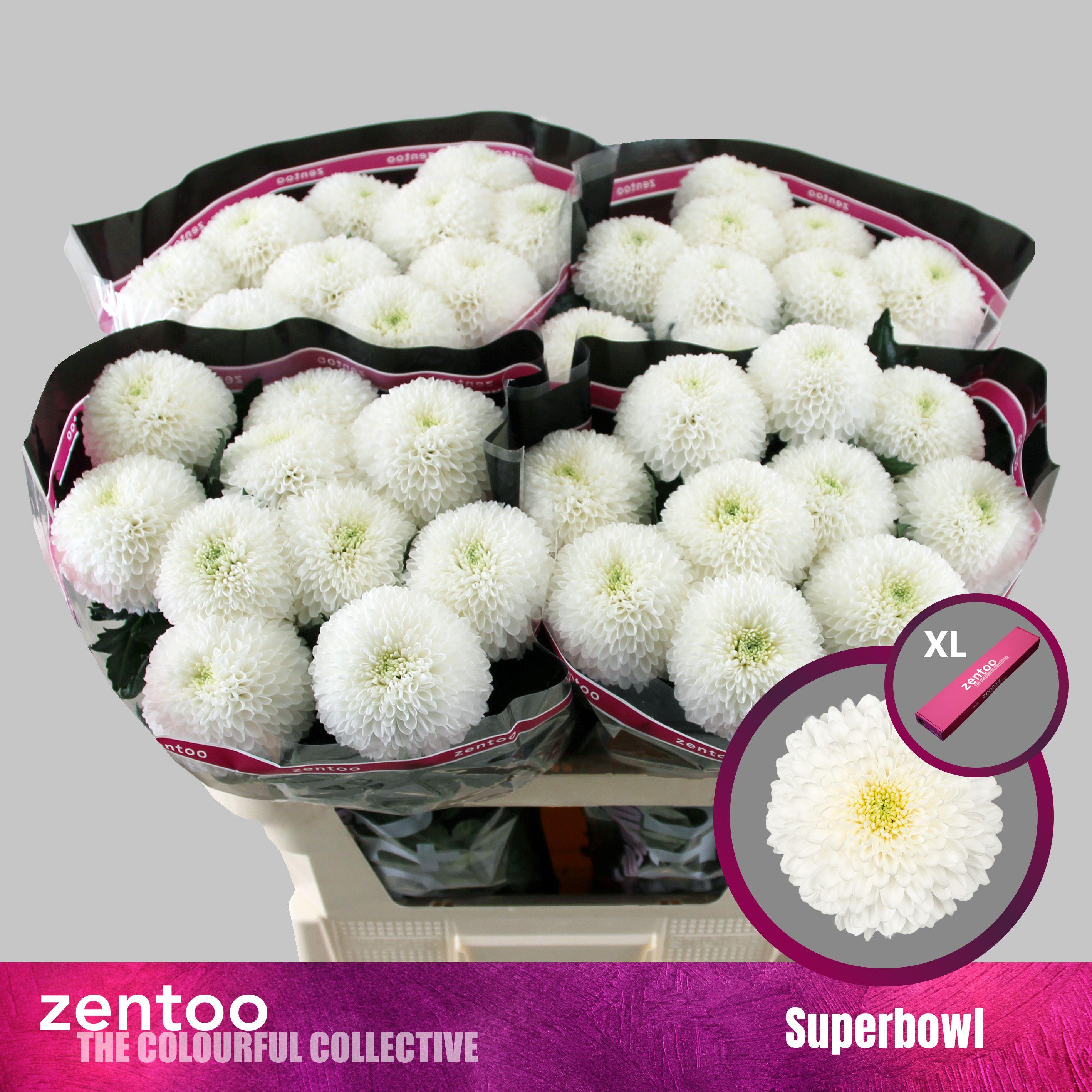 Срезанные цветы оптом Chrys bl superbowl от 20шт из Голландии с доставкой по России