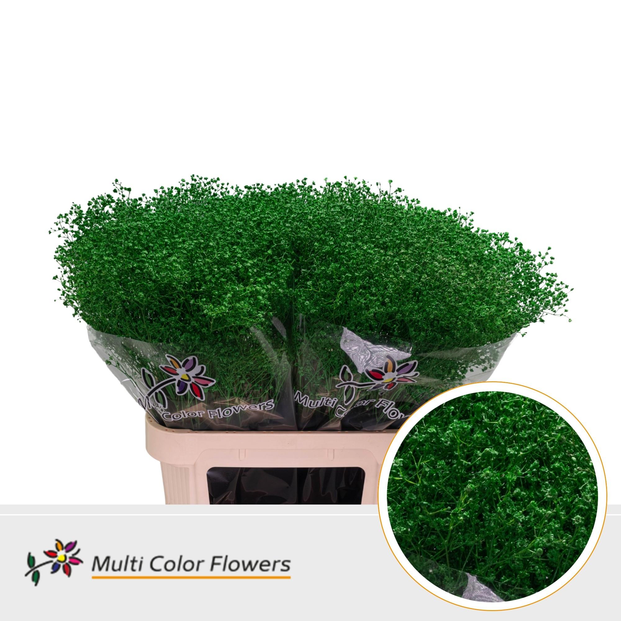 Срезанные цветы оптом Gyps fine paint green от 50шт из Голландии с доставкой по России