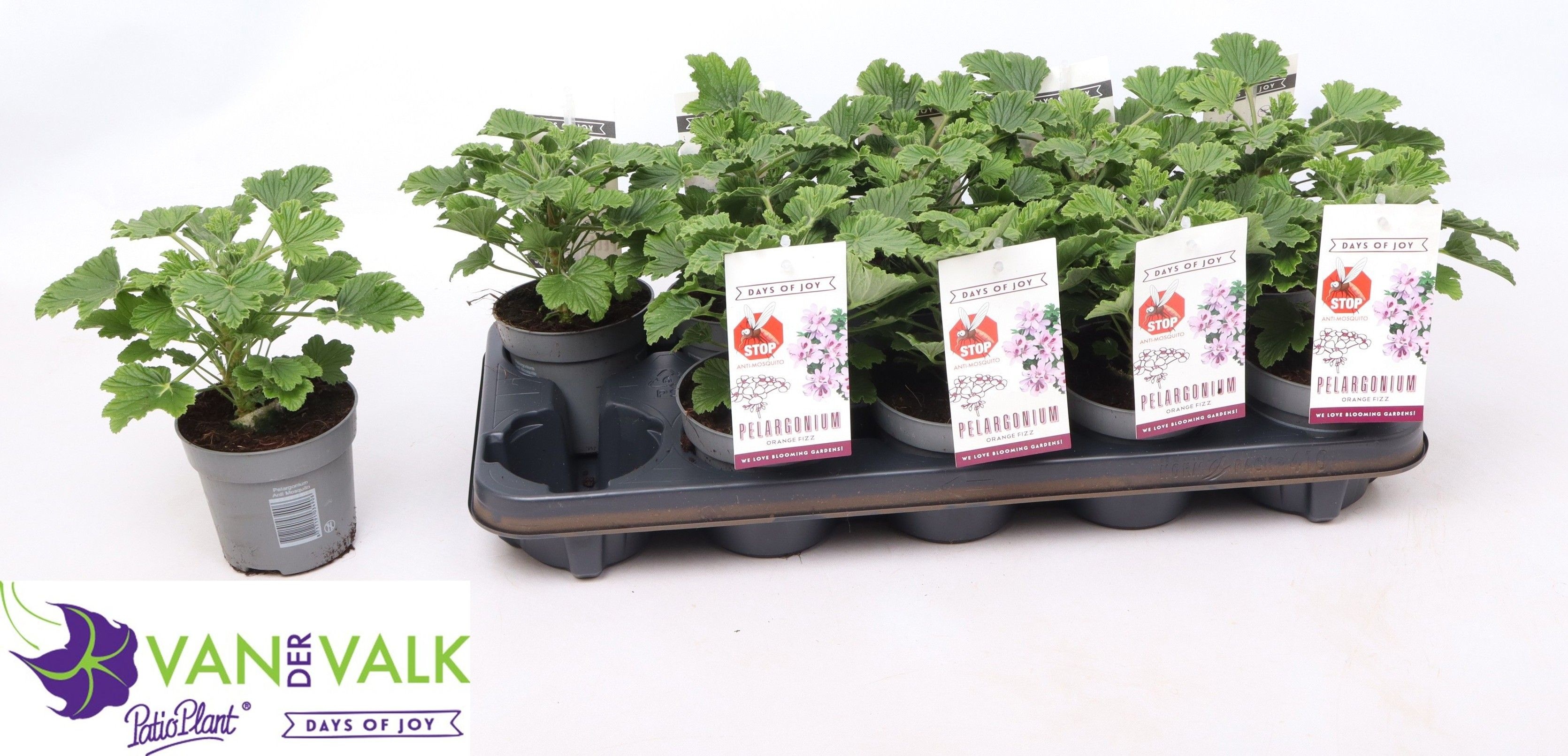 Горшечные цветы и растения оптом Pel Grav от 10шт из Голландии с доставкой по России