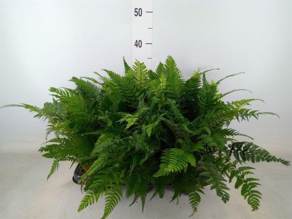 Горшечные цветы и растения оптом Polystichum Tsussimense от 6шт из Голландии с доставкой по России