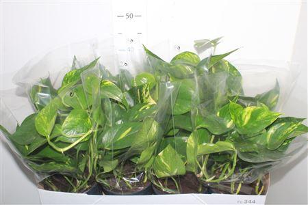 Горшечные цветы и растения оптом Epipr Aureum от 8шт из Голландии с доставкой по России